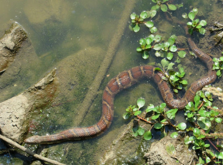 Midland Water Snake